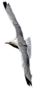 Yorkshire Coast - Staithes seagull