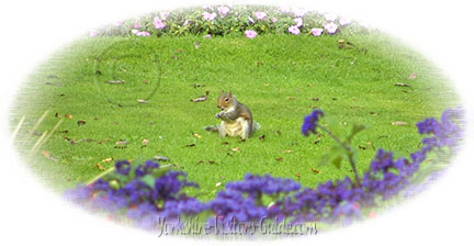 Picture of squirrel on the lawn at Sewerby Park